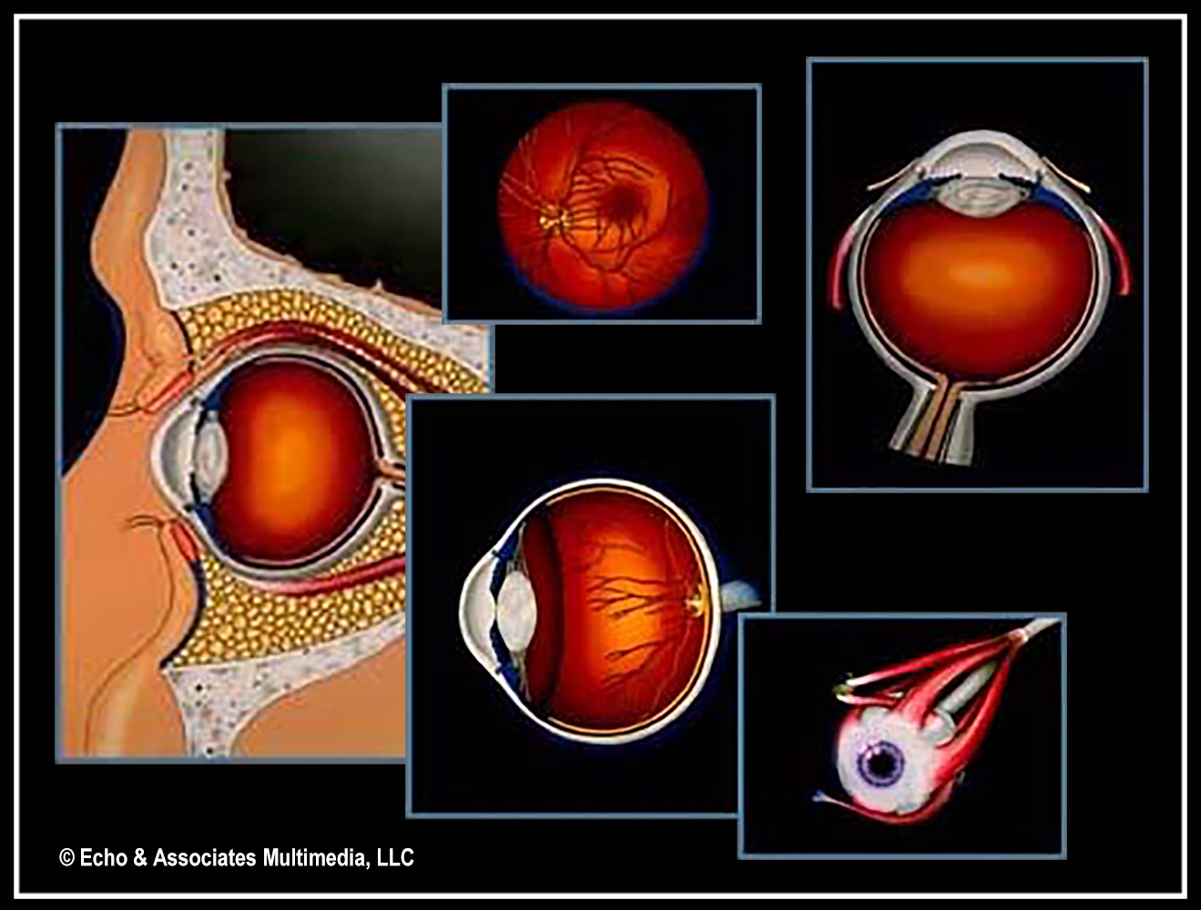 Eye Medical Diagram